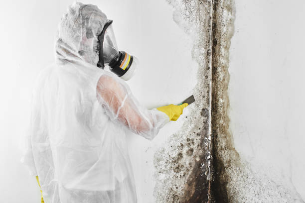 Best Mold Testing and Inspection Services in Hopwood, PA