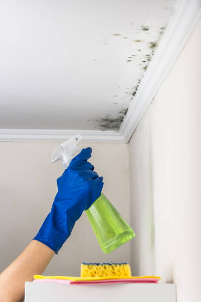 Best Preventive Mold Services in Hopwood, PA